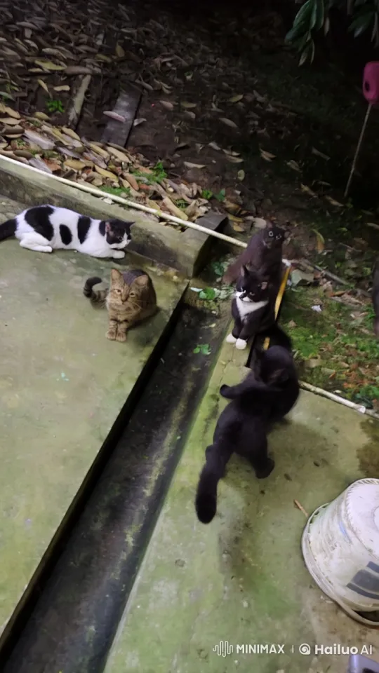Five Cats Engage in Live2D Kung Fu Battle – AI Generated Video | Hailuo AI