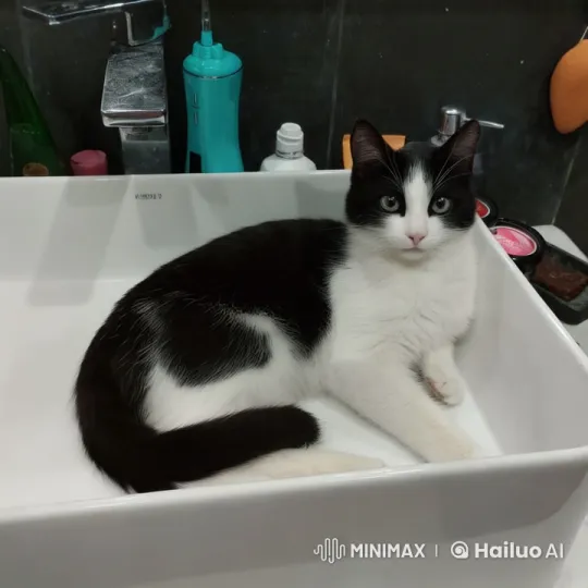 Black and White Cat Plays with Mouse in Bathroom Sink – AI Generated Video | Hailuo AI
