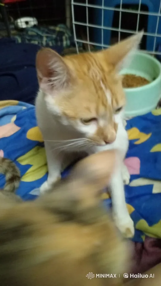 Fighting Cats Engage in Playful, Dynamic Battle – AI Generated Video | Hailuo AI