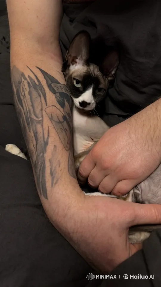 Comfortable Cat in Human Embrace with Animated Gaze – AI Generated Video | Hailuo AI
