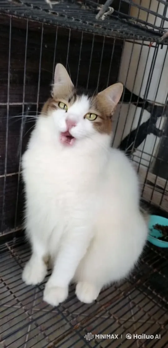 Live2D Animated Cat Performs Graceful Kung Fu Routine – AI Generated Video | Hailuo AI