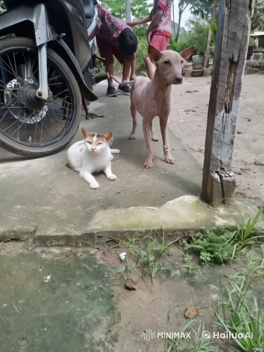 Playful Kung Fu Fight Between Dog and Cat in Neighborhood – AI Generated Video | Hailuo AI
