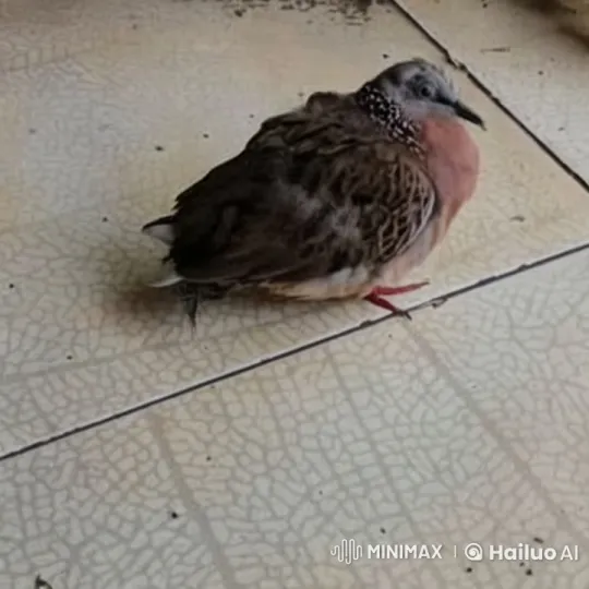 Bird Ballet Performance in Live2D Animation – AI Generated Video | Hailuo AI