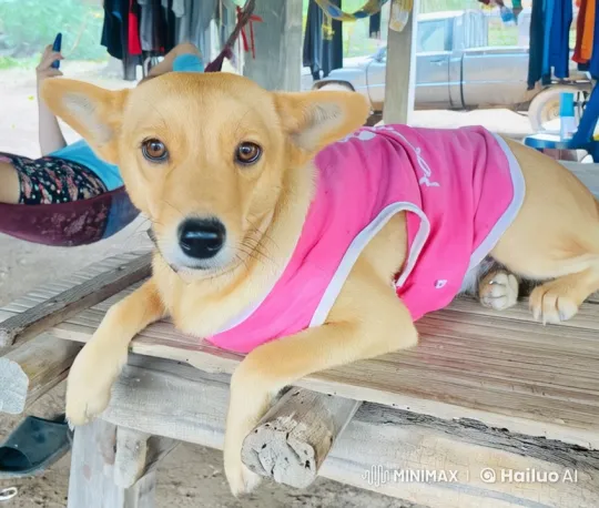 Dog Performs Impressive Kungfu Routine in Live2D Animation – AI Generated Video | Hailuo AI