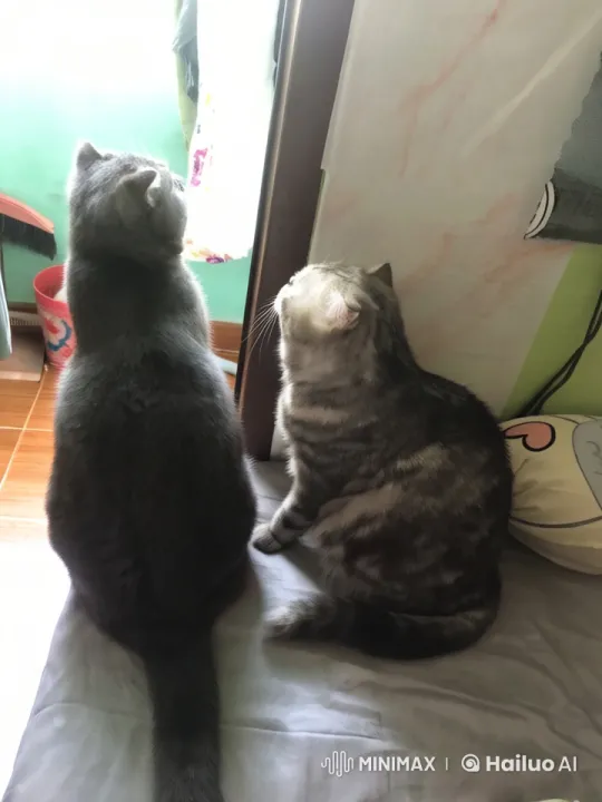 Live2D Cats Engage in Dynamic Kungfu Battle – AI Generated Video | Hailuo AI