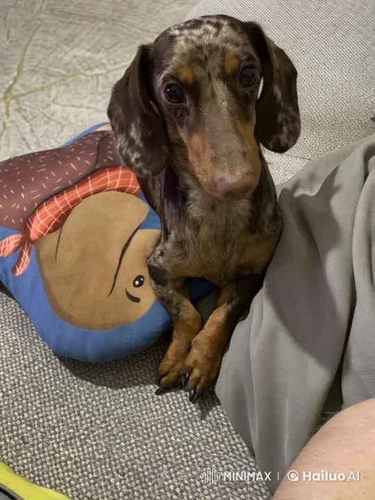 Animated Dachshund Interacts Playfully with Pillow – AI Generated Video | Hailuo AI