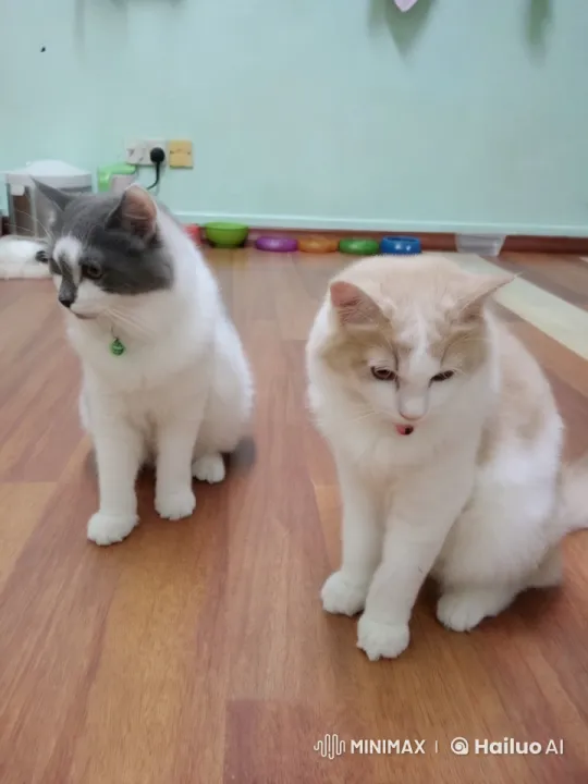 Fluffy Cats Display Impressive Kungfu Skills in Live2D Animation – AI Generated Video | Hailuo AI