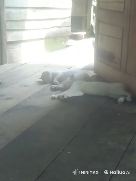 Rustic Tranquility: Cats' Playful Kung Fu in Sunlit Room – AI Generated Video | Hailuo AI