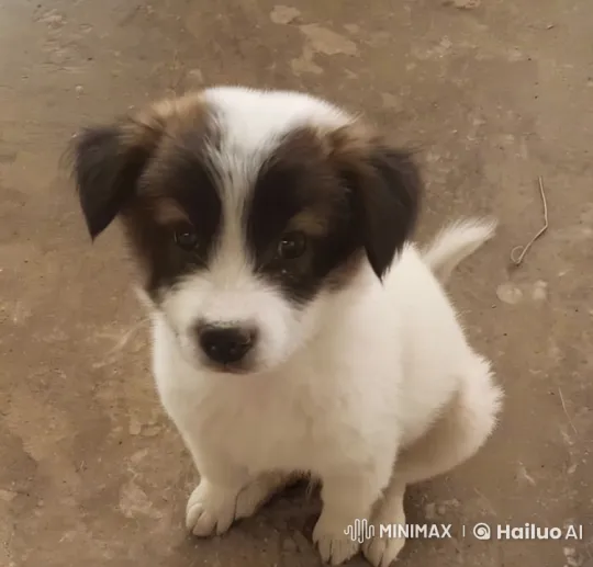 Cherry Blossom Frolic: Puppies Find a Lost Ball – AI Generated Video | Hailuo AI