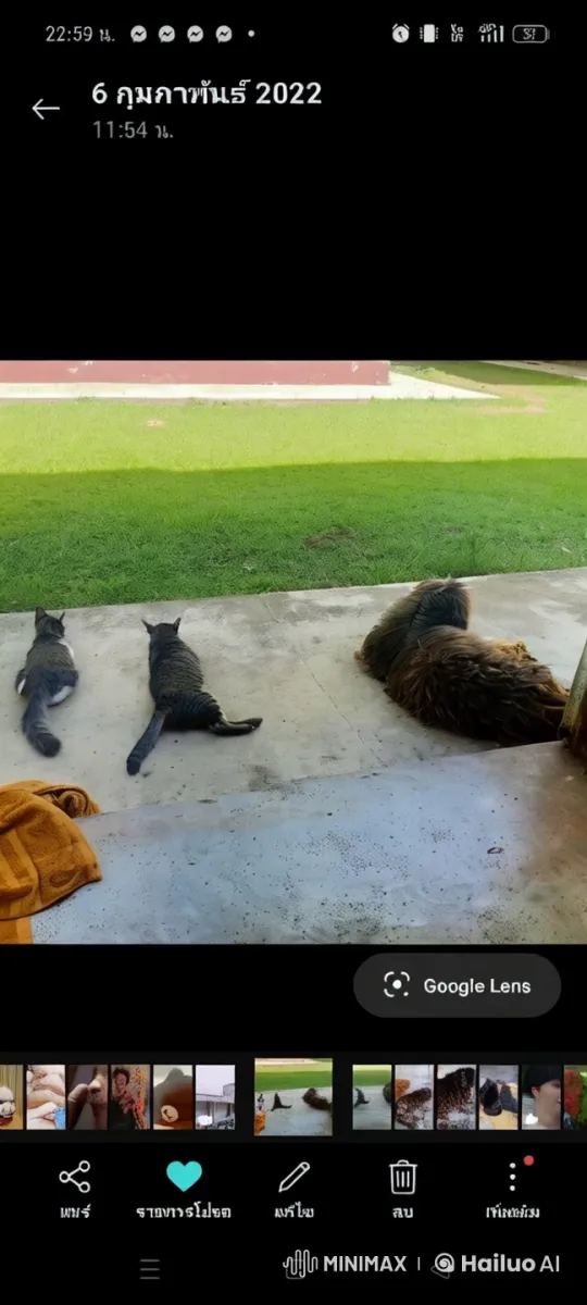 Pets Display Martial Arts Skills in Animated Video – AI Generated Video | Hailuo AI