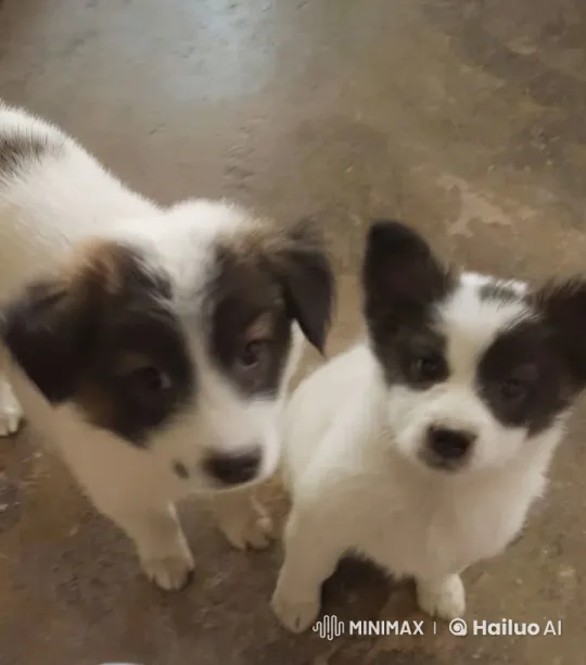 Puppy, Squirrel, and Bong: A Blossoming Friendship – AI Generated Video | Hailuo AI