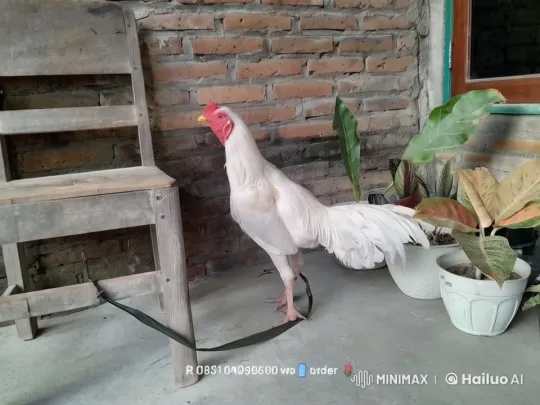 Live2D: White Rooster Transforms into Robotic Alien – AI Generated Video | Hailuo AI