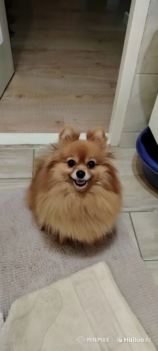 Pomeranian Mimics Household Chores with Cheer – AI Generated Video | Hailuo AI