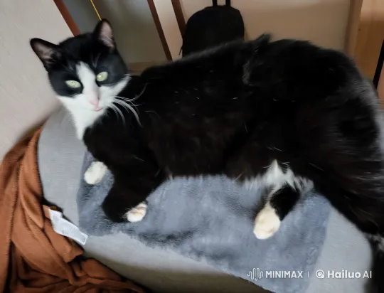 Animated Cat Adorably Performs Chores in Live2D – AI Generated Video | Hailuo AI