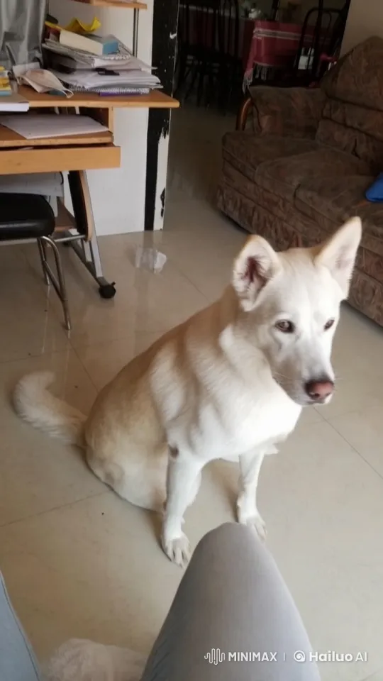 White Dog Joyfully Leaps Towards Owner – AI Generated Video | Hailuo AI