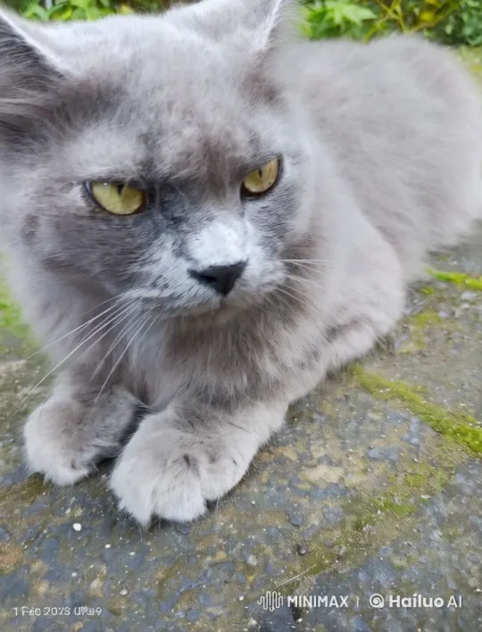 Grey Cat Leaps Towards Camera in Live2D Animation – AI Generated Video | Hailuo AI