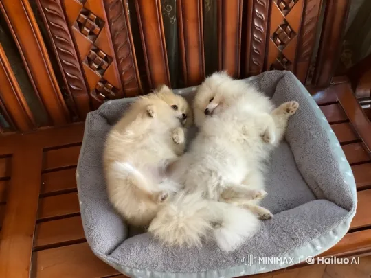 Pomeranian Puppies Playfully Interact in a Starry Pet Bed – AI Generated Video | Hailuo AI