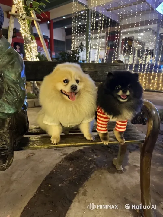 Festive Outdoor Kungfu Display by Adorable Dogs – AI Generated Video | Hailuo AI