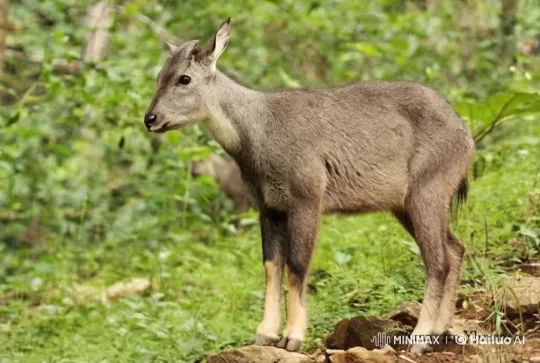 Peaceful Deer in Lush Forest with Live2D Detail – AI Generated Video | Hailuo AI