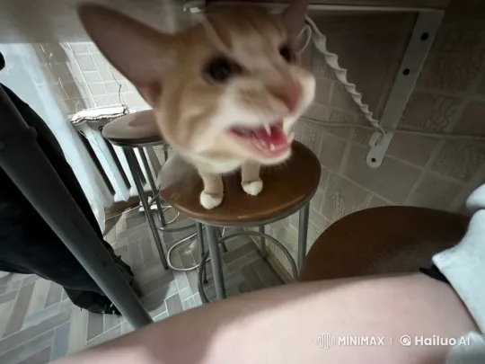 Animated Cat Sings Funny Song on Stool at Home – AI Generated Video | Hailuo AI