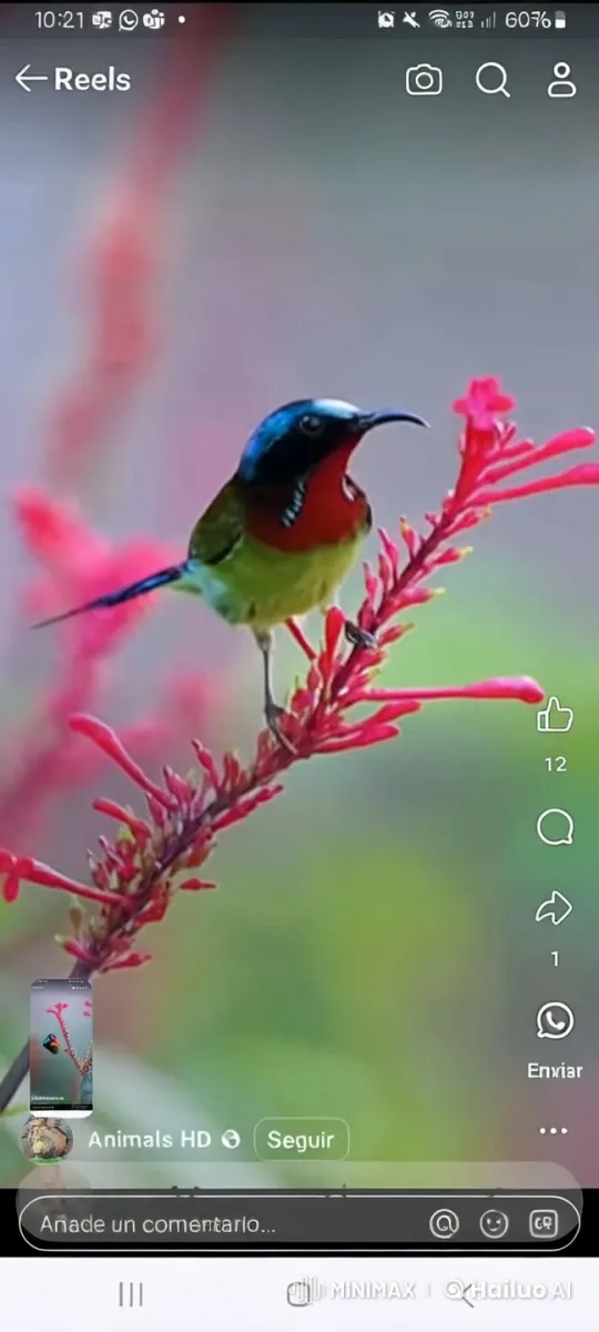 Pipo the Bird's Call to Protect Nature – AI Generated Video | Hailuo AI