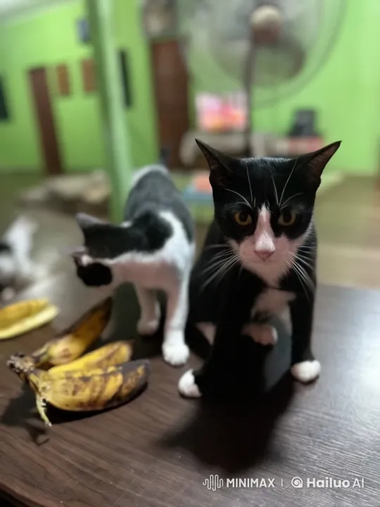 Feline Kungfu Masters: Graceful Battle on Wooden Table – AI Generated Video | Hailuo AI