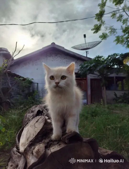 Cute Cat Does Chores in Rustic Garden Setting – AI Generated Video | Hailuo AI