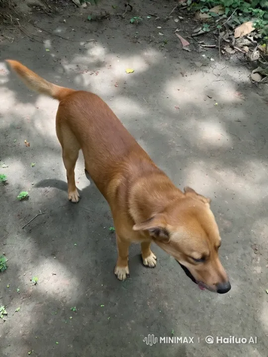 Dog Transforms into Winged Creature in Serene Forest – AI Generated Video | Hailuo AI