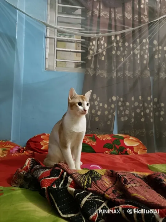 Animated Cat Joyfully Dancing on Floral Bed – AI Generated Video | Hailuo AI