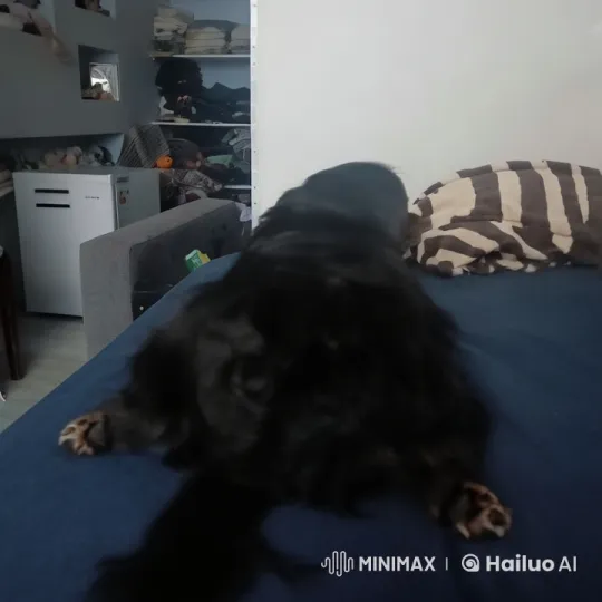 Black Dog Startled by Explosion and Fight in Cluttered Room – AI Generated Video | Hailuo AI