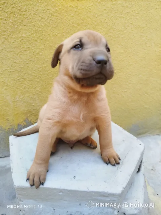 Cute Puppy Shows Off Kung Fu Skills in Live2D Animation – AI Generated Video | Hailuo AI