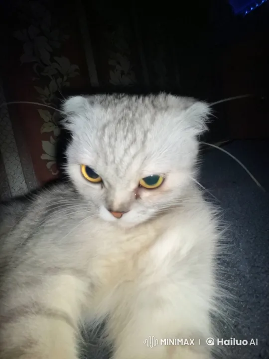 Minion Meets Cat with Banana in Dimly Lit Room – AI Generated Video | Hailuo AI