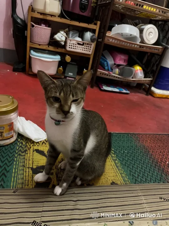 Cat Performs Playful Dance and Kung Fu in Live2D – AI Generated Video | Hailuo AI