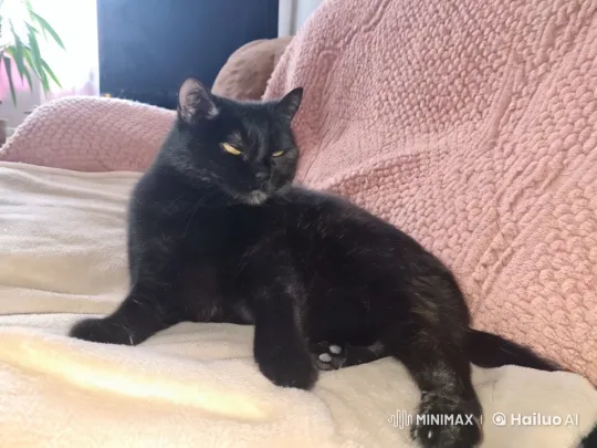 Black Kitten Plays with Ball on Cozy Sofa – AI Generated Video | Hailuo AI