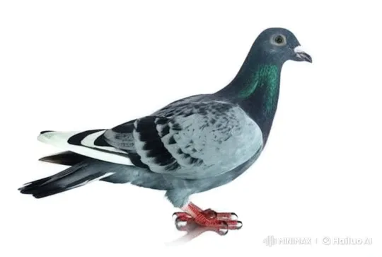 Distressed Pigeon Poops Amidst Street Chaos – AI Generated Video | Hailuo AI
