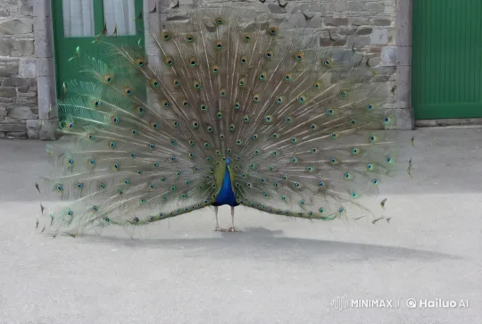 Peacock Display in Rustic Courtyard Setting – AI Generated Video | Hailuo AI