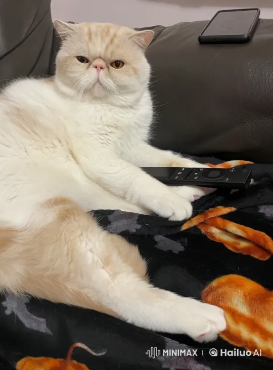 Cat on Hollywood Red Carpet with TV Remote – AI Generated Video | Hailuo AI
