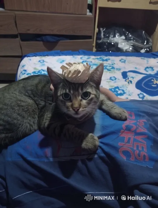 Animated Cat Duo's Playful Chase in Cozy Setting – AI Generated Video | Hailuo AI