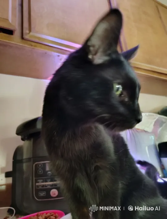 Curious Black Cat Jumps at Camera in Kitchen – AI Generated Video | Hailuo AI