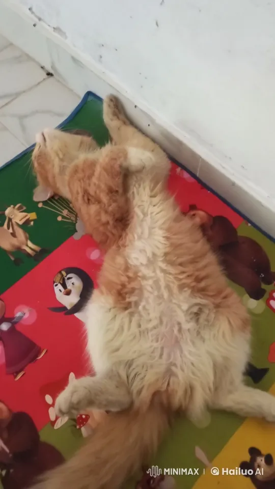 Ginger Cat Performs Impressive Kungfu Moves – AI Generated Video | Hailuo AI