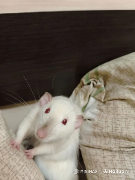 White Rat Showcases Kung Fu Skills in Live2D Animation – AI Generated Video | Hailuo AI