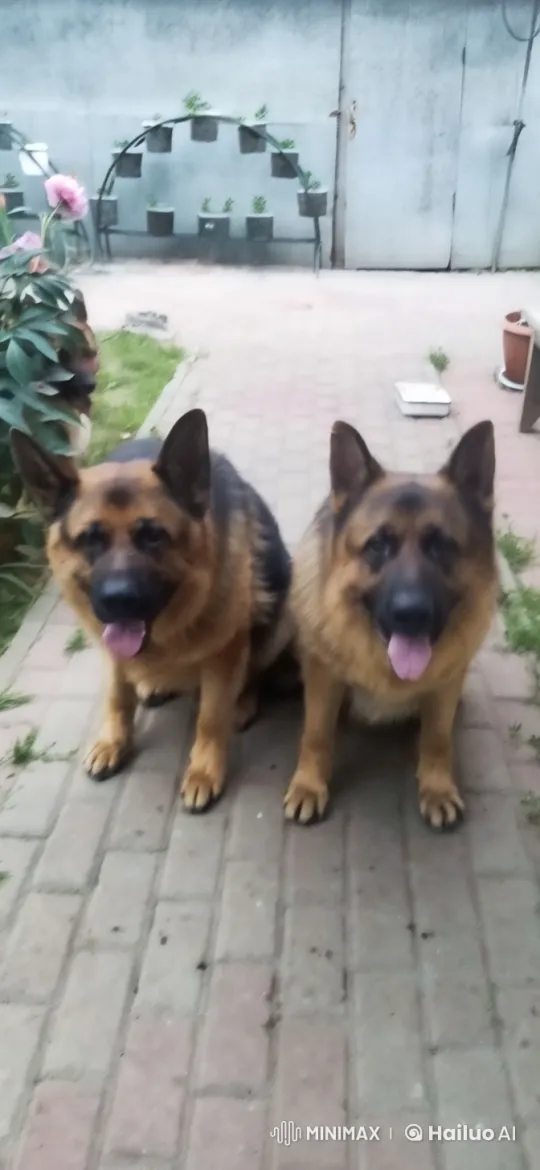 German Shepherds Interact in a Garden Setting – AI Generated Video | Hailuo AI