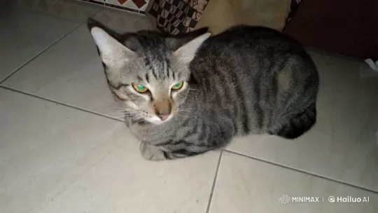 Tabby Cat in Apron Adorably Does Household Chores – AI Generated Video | Hailuo AI