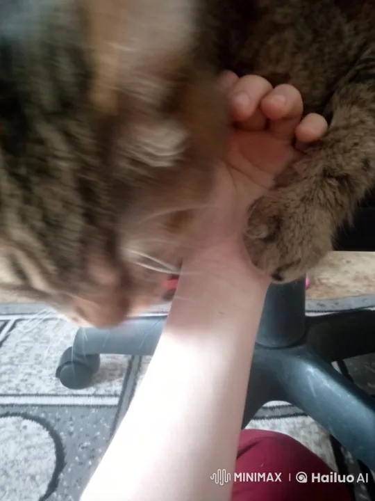 Playful Tabby Cat Nibbles on Hand with Affection – AI Generated Video | Hailuo AI