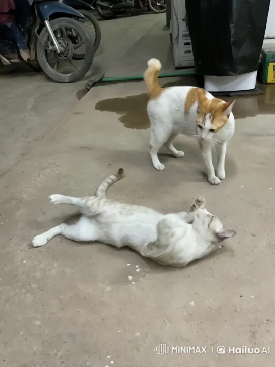 Garage Cats Engage in Animated Kung Fu Battle – AI Generated Video | Hailuo AI