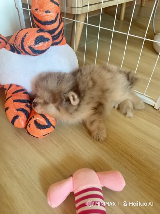Puppy Practicing Kungfu on Plush Toys – AI Generated Video | Hailuo AI