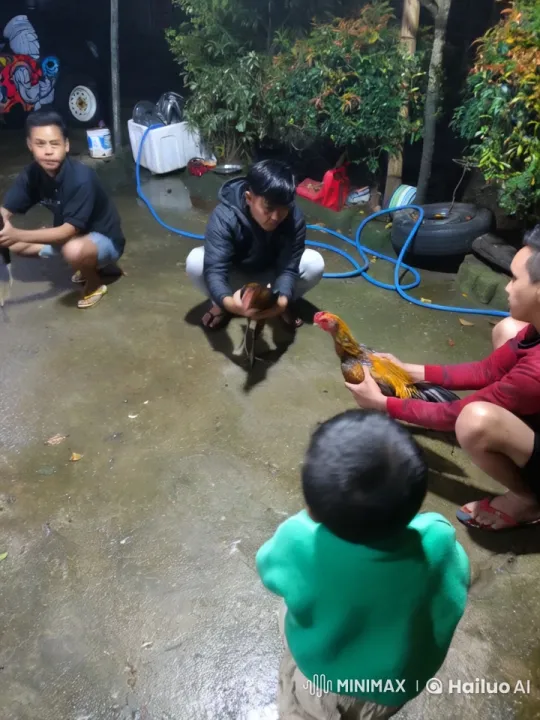 Nighttime Rooster Interaction Scene Captured – AI Generated Video | Hailuo AI