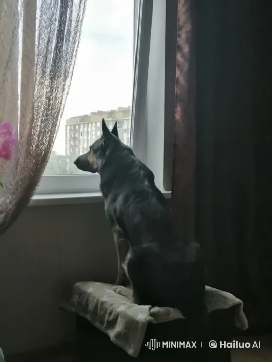 German Shepherd Observes Out窗外 from Cushioned Stool – AI Generated Video | Hailuo AI