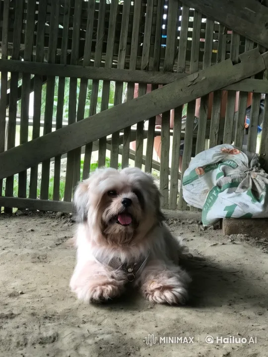 Fluffy Dog Showcases Adorable Kung Fu in Rustic Setting – AI Generated Video | Hailuo AI