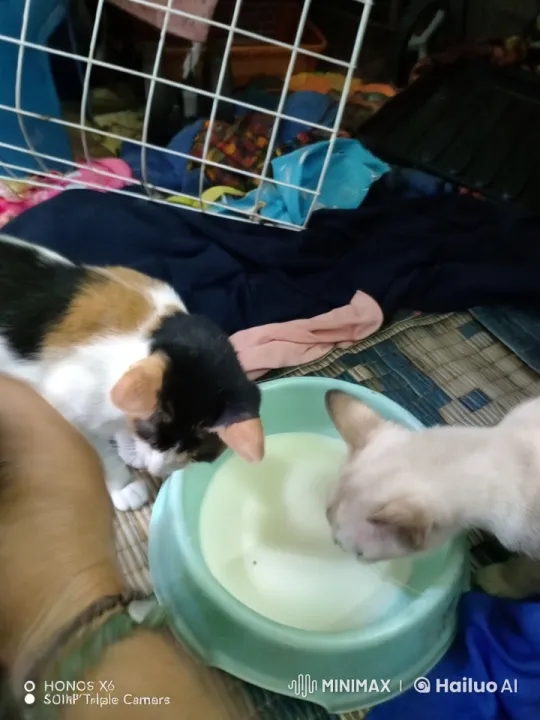 Animated Cats Frolic Playfully Around Milk Bowl – AI Generated Video | Hailuo AI